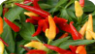 capsicum annum